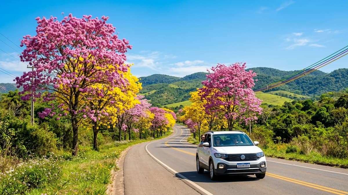 Carro de turistas percorrendo rodovia asfaltada entre Bonito e Jardim MS margeada por túneis de árvores de Ipê-Rosa e Ipê-Amarelo floridos em setembro